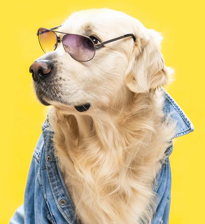 white golden retriever posing in studio with stree 6BSV34B